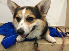 -伟伟宠物医院·CT影像中心·瑞派犬猫综合性门诊(汉口总院)