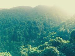 -铁山坪森林公园