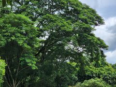 -中国科学院西双版纳热带植物园