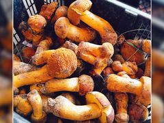 鸡油菌-双喜农庄·菌香园(安居家园店)