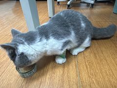 -北京观赏动物医院·24小时大型综合·猫专科·异宠专科