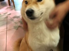-柴务处·柴犬主题狗咖