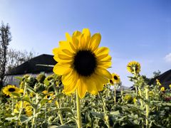 -龙大花卉苗木市场
