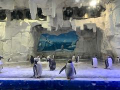 -华夏文旅海洋公园