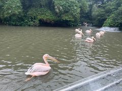-广州长隆飞鸟乐园