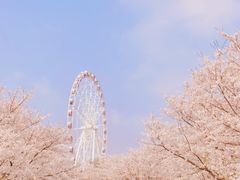 -顾村公园