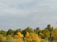 -金塔沙漠胡杨林景区
