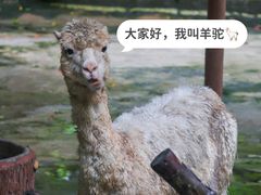-深圳野生动物园