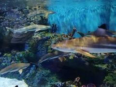 -海合安成都极地海洋公园