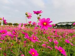 -迪茵湖田家舍生态农场