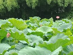 -莲湖公园