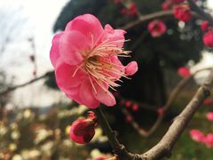 -秀丽东方