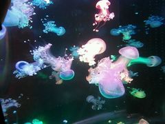 -梦幻海洋王国(吾悦广场张家港店)