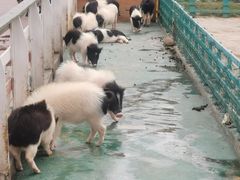 -灵玲国际马戏城