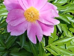 -黑龙江省森林植物园