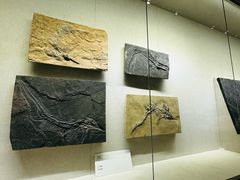 -柳州白莲洞洞穴科学博物馆