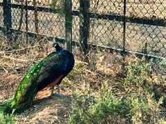 -北京麋鹿生态实验中心