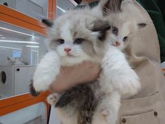 -三花喵·撸猫购宠·宠物生活馆(虹桥南丰城店)