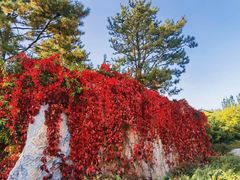 -大兴滨河森林公园