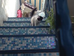 -Sirena海妖日咖夜酒