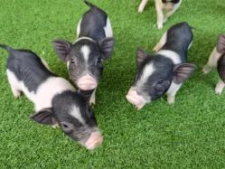 -萌宠亲子动物乐园(槐房万达店)