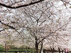 -高东镇樱花园