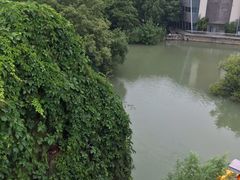 -青枫公园