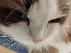 -楼上猫咖(罗湖店)