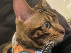 -宠爱国际动物医院·消化内科·心肾内科·ISFM猫友好(望京店)