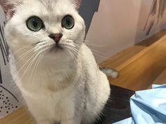 -滚猫咖啡·猫咖·猫友好撸猫(未来城店)