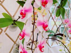 -深圳仙湖植物园