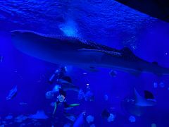 -烟台海昌鲸鲨海洋公园