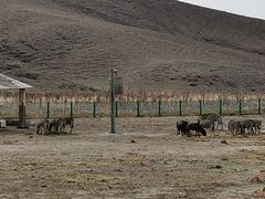 -新疆天山野生动物园