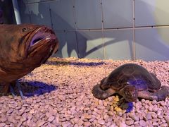 -浙江自然博物院(杭州馆)