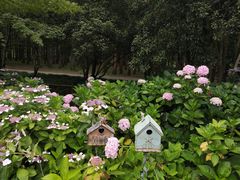 -上海共青森林公园