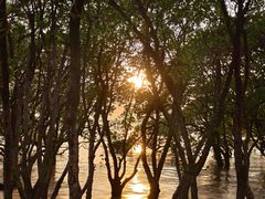 -宝安西湾红树林湿地公园