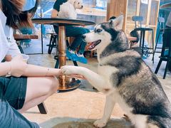 -more than meow吴止猫主题餐厅(承德 中船汇店)