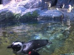 -暹罗海洋世界