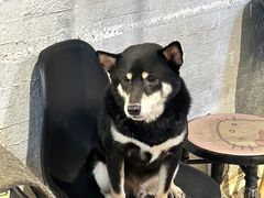 -萌喵宠狗爱心宠咖