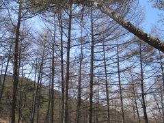 -鲁山国家森林公园