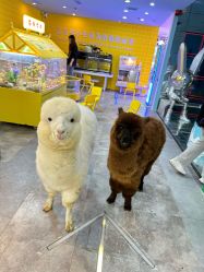 -神奇动物撸宠馆·羊驼·小浣熊·异宠(豫园店)