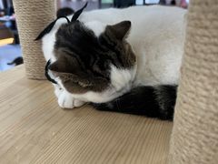 -喵园·猫主题咖啡厅·撸猫·猫咖(国贸店)