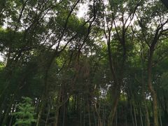 -杭州半山国家森林公园