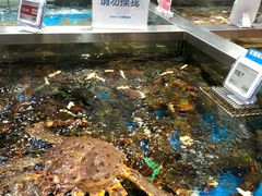 帝王蟹-盒马鲜生(189购物中心店)
