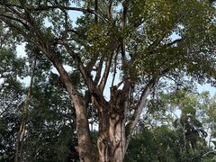 -云南勐巴娜西珍奇园