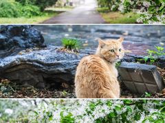 -国家植物园南园