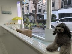 -BABYDOG宝贝狗宠物乐园(欧洲城店)