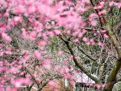 -三圣花乡旅游区