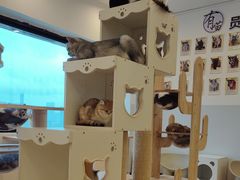 -有喵·猫咖·狗咖·30几只猫10只小狗(岗厦店)