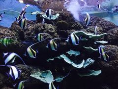 -烟台海昌鲸鲨海洋公园